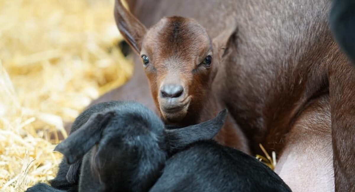 Quesería en Llanes. Sierra de la Borbolla. Visita, taller y cata. Asturias
